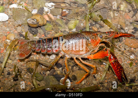 Procambarus Clarkii, Louisiana Flusskrebs Erwachsener im Flachwasser-Seitenansicht Stockfoto