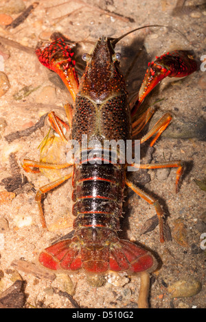 Procambarus Clarkii, Louisiana Flusskrebs Erwachsene im seichten Wasser Draufsicht Stockfoto