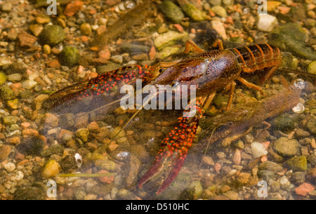 Procambarus Clarkii, Louisiana Flusskrebs Erwachsener und Jugendlicher im seichten Wasser Ansicht von oben Stockfoto