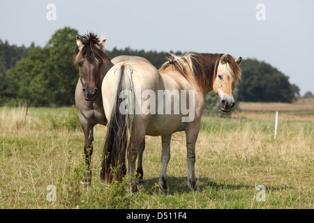 Neu Kätwin, Deutschland, Fjord-Pferde auf der Weide Stockfoto