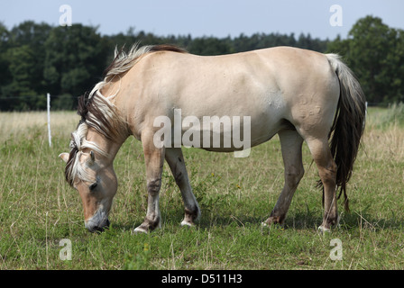 Neu Kätwin, Deutschland, Fjord Pferd grasen auf einer Weide Stockfoto