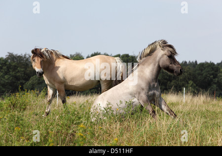 Neu Kätwin, Deutschland, Fjord-Pferde auf der Weide Stockfoto