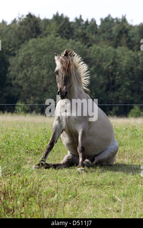 Neu Kätwin, Deutschland, Fjord Pferd sitzen auf dem Rasen von einer Wiese Stockfoto