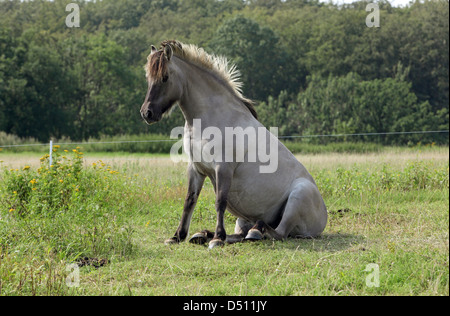 Neu Kätwin, Deutschland, Fjord Pferd sitzen auf dem Rasen von einer Wiese Stockfoto