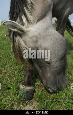 Neu Kätwin, Deutschland, Fjord Pferd grasen auf einer Weide Stockfoto