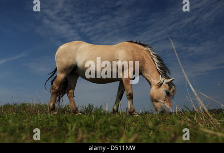 Neu Kätwin, Deutschland, Fjord Pferd grasen auf einer Weide Stockfoto