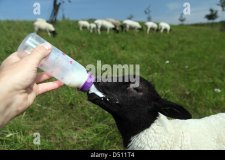 Neu Kätwin, Deutschland, junge Dorperschaf wird mit der Flasche angehoben. Stockfoto