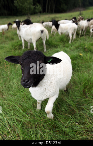 Neu Kätwin, Deutschland, junge Dorperschaf auf einer Weide Stockfoto