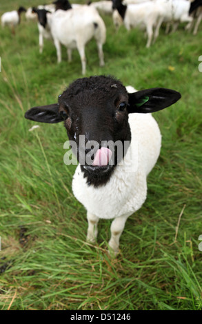 Neu Kätwin, Deutschland, leckt junge Dorperschaf über den Mund Stockfoto