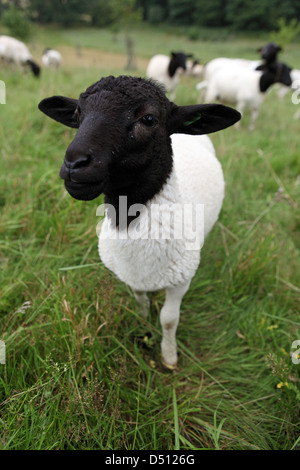 Neu Kätwin, Deutschland, junge Dorperschaf auf einer Weide Stockfoto