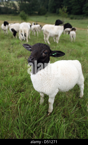 Neu Kätwin, Deutschland, junge Dorperschaf auf einer Weide Stockfoto