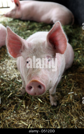 Strahlende Dorf, Deutschland, Biofleischproduktion, Ferkel im portrait Stockfoto