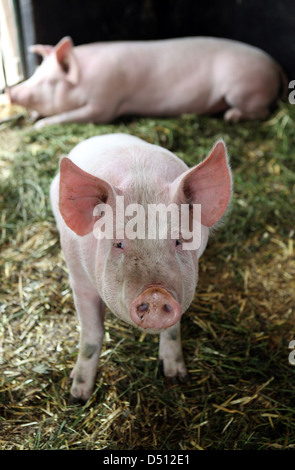 Strahlende Dorf, Deutschland, Biofleischproduktion, Ferkel im portrait Stockfoto