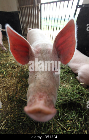 Strahlende Dorf, Deutschland, Biofleischproduktion, Ferkel im portrait Stockfoto