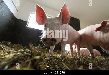 Strahlende Dorf, Deutschland, Biofleischproduktion, Ferkel in einem Kugelschreiber Stockfoto