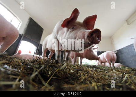 Strahlende Dorf, Deutschland, Biofleischproduktion, Schweine in einem Stall Stockfoto