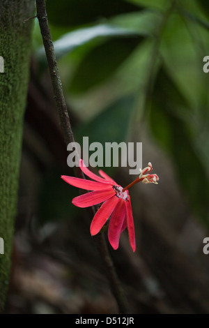 Passion Flower Passiflora SP. Iwokerama Wald. Nord-Fisch. Guyana. Stockfoto
