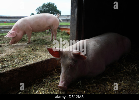 Strahlende Dorf ist Deutschland, Biofleischproduktion, Hausschwein in der Scheune Stockfoto