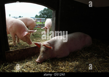 Strahlende Dorf ist Deutschland, Biofleischproduktion, Hausschwein in der Scheune Stockfoto