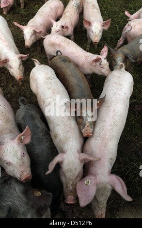 Strahlende Dorf, Deutschland, Biofleischproduktion, Schweine sind nebeneinander geschoben Stockfoto