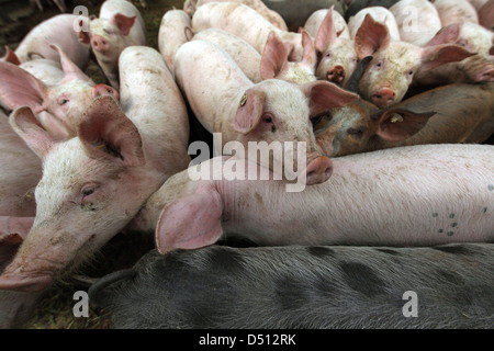 Strahlende Dorf, Deutschland, Biofleischproduktion, Schweine sind nebeneinander geschoben Stockfoto