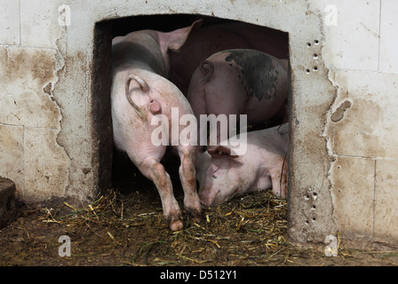 Strahlende Dorf, Deutschland, Biofleischproduktion, Hausschwein scheuert am Eingang zum Stall Stockfoto