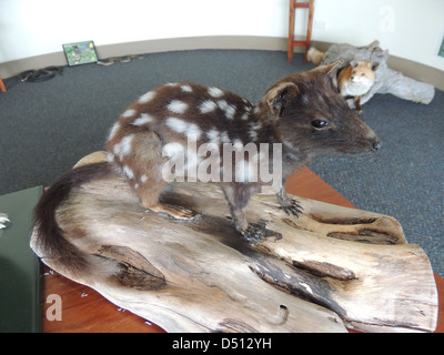 TAMAR Insel WETLANDS RESERVE am Fluss Tamar, nördlichen Tasmanien. Gefüllte Eastern Quoll in der Mitte zeigt. Foto Tony Gale Stockfoto