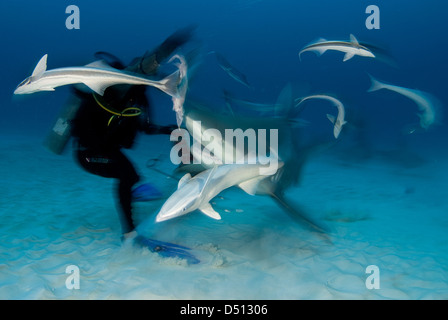 Taucher mit Bullenhaie (Carcharhinus Leucas) Stockfoto