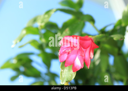 Feine rosa Blume der Schlumbergera in einem Blumentopf Stockfoto