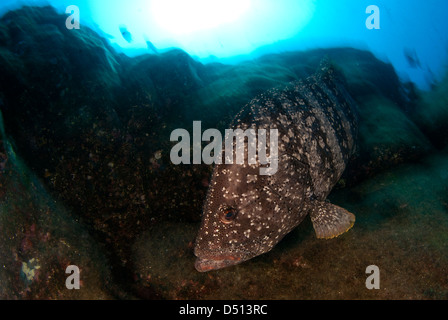 Leder-Bass, Epinephelus Dermatolepis, San Benedicto Insel, Revillagigedo Inseln, Pazifik, Mexiko Stockfoto