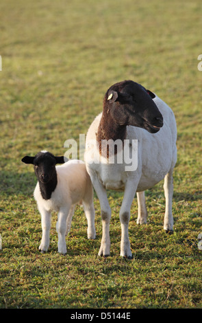 Neu Kätwin, Deutschland, Dorperschafe auf einer Weide Stockfoto