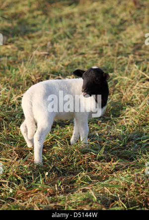 Neu Kätwin, Deutschland, fordert seine Mutter junge Dorperschaf Stockfoto