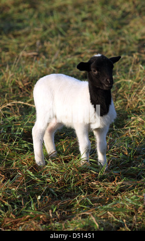 Neu Kätwin, Deutschland, junge Dorperschaf Stockfoto