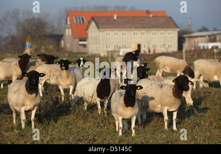 Neu Kätwin, Deutschland, Dorperschafe eine Herde auf der Weide Stockfoto