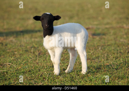 Neu Kätwin, Deutschland, junge Dorperschaf Stockfoto