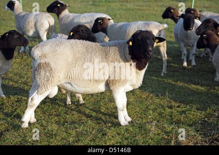 Neu Kätwin, Deutschland, Dorperschafe eine Herde auf der Weide Stockfoto