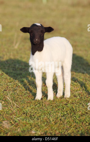 Neu Kätwin, Deutschland, junge Dorperschaf Stockfoto