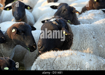 Neu Kätwin, Deutschland, Dorperschafe eine Herde auf der Weide Stockfoto