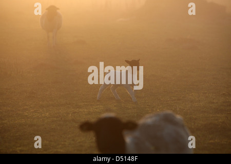 Neu Kätwin, Deutschland, führt junge Dorperschaf über einer Wiese Blöken Stockfoto