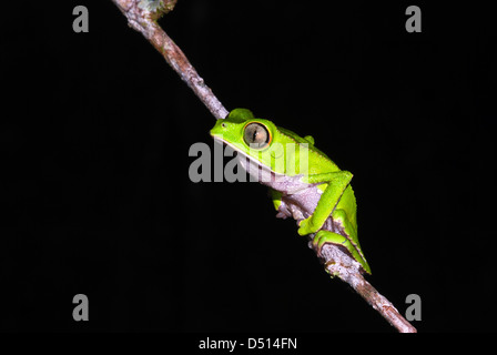 Blatt weiß gesäumten Frosch (Phyllomedusa Vaillanti), Manu Learning Centre, Peru Stockfoto
