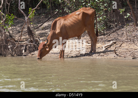 Hausrind (Bos Taurus). Eine kostenlose reichende Zebu, Leben eine wilde Existenz seit Zusammenbruch der Viehhaltung in der Savanne, Grasland, Guyana. Süd-Amerika. Stockfoto