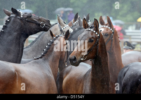 Graditz Deutschland, Freilauf Warmblut Hengste im Regen an der Gestuetsschau Stockfoto