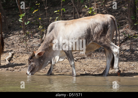 Hausrind (Bos Taurus). Eine kostenlose reichende Zebu, Leben eine wilde Existenz seit Zusammenbruch der Viehhaltung in der Savanne, Grasland, Guyana. Süd-Amerika. Stockfoto