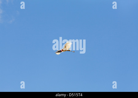 JABIRU-Storch Jabiru Mycteria. Fliegen. Guyana, Südamerika. Stockfoto