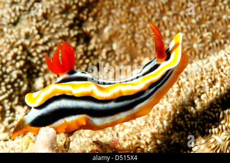 Rot wei  Chromodoris Meeresschnecke Chromodoris 