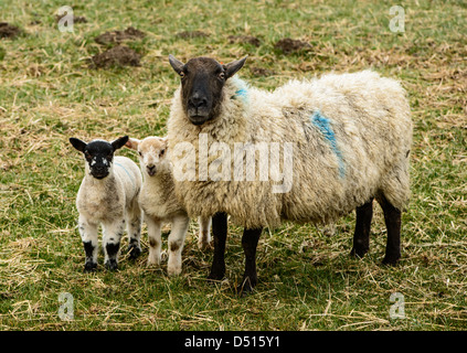 Schaf mit zwei Lämmern neben ihr in einem Feld in Northumberland Stockfoto