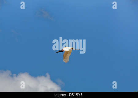 JABIRU-Storch Jabiru Mycteria. Fliegen. Guyana, Südamerika. Stockfoto