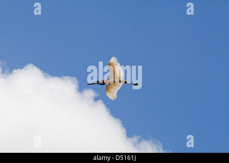 Jabiru-Storch (Jabiru Mycteria). Flug. Fisch Fluss. Guyana. Stockfoto