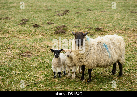 Schaf mit zwei Lämmern im Feld in Northumberland an einem dumpfen Frühlingstag. Stockfoto