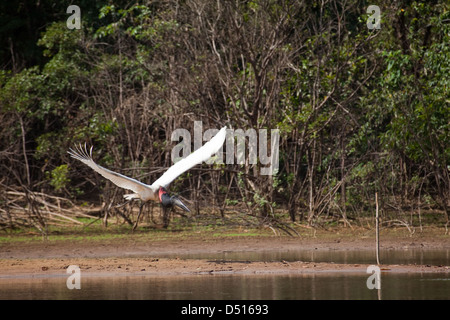 JABIRU-Storch Jabiru Mycteria. Fliegen. Guyana, Südamerika. Stockfoto